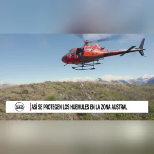 Así se protegen los huemules en la zona Austral