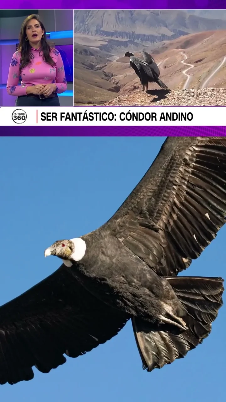 Ser fantástico: Cóndor Andino