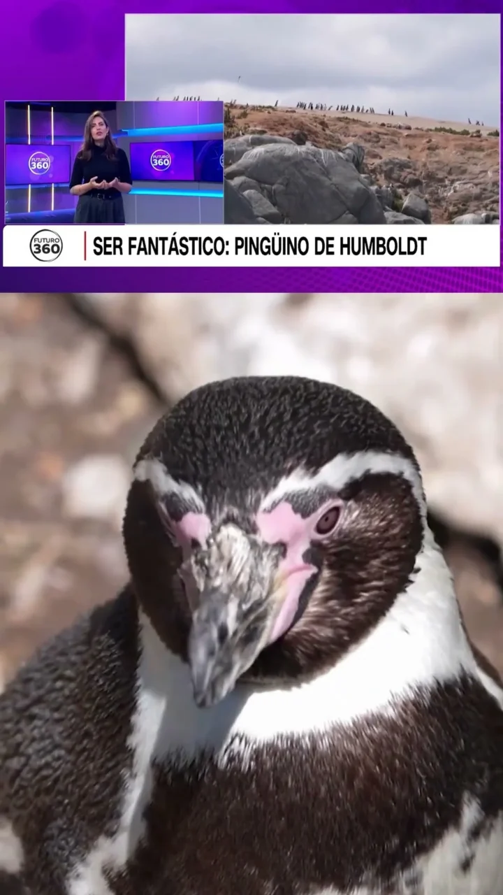 Ser Fantástico: Pingüino de Humboldt