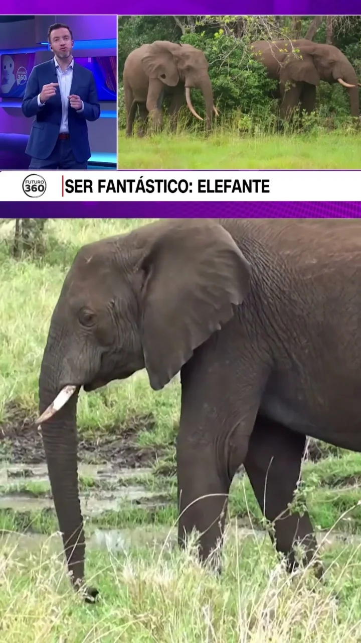 Ser fantástico: Elefante